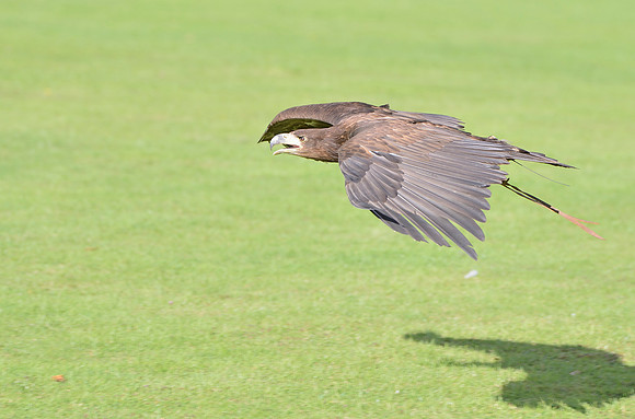 "Rhombic Night" - White Tailed Sea Eagle [M]