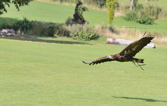 "Rhombic Night" - White Tailed Sea Eagle [M]