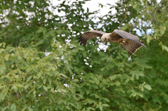 Yellow Billed Kite
