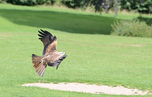 "Muckle Roe" - Red Kite [M]