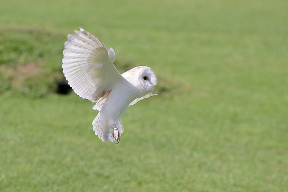 "Pan" - Barn Owl [M]