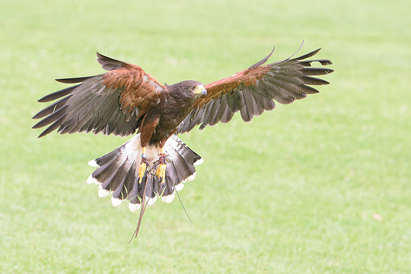 "Pretender" - Harris Hawk [M]