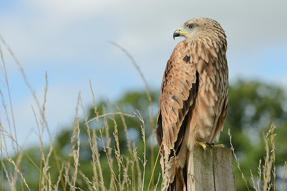 "Muckle Roe" - Red Kite [M]