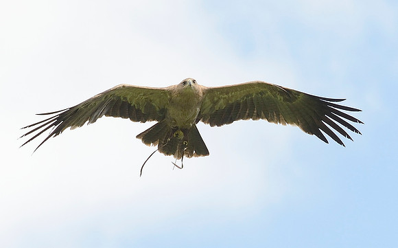 "Hare" - Indian Tawny Eagle [M]
