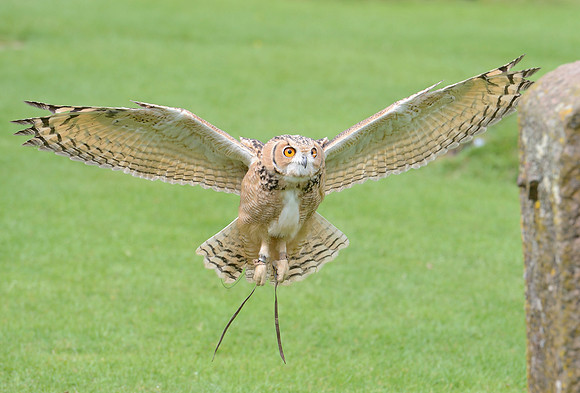 "Coll" - Savignys Eagle Owl [M]