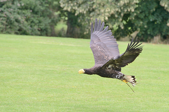 "Pioneer" - Stellers Sea Eagle
