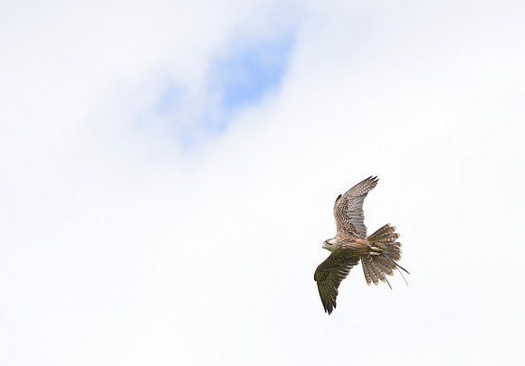 "Zaurak" - Lanner Falcon [M]