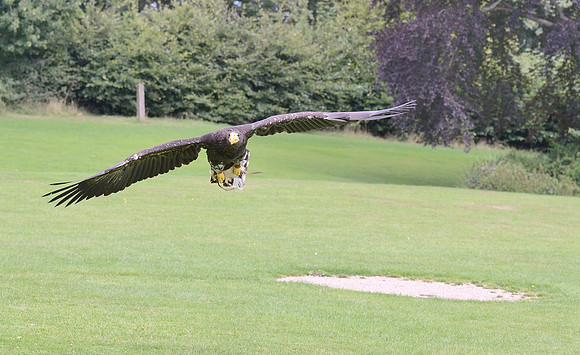 "Pioneer" - Stellers Sea Eagle