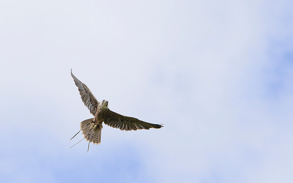 "Zaurak" - Lanner Falcon [M]