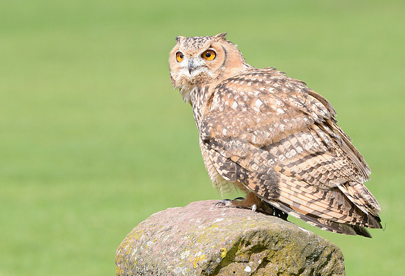 "Coll" - Savignys Eagle Owl [M]
