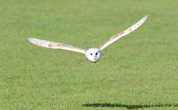 "Pan" - Barn Owl [M]