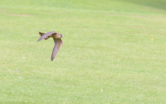 "Arran" - Peregrine/Barbary Falcon
