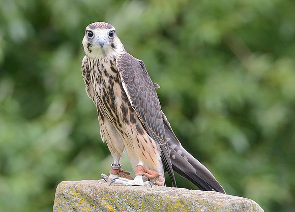 Juvenile Lanner Falcon [M]