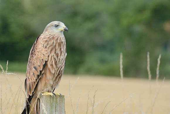 "Muckle Roe" - Red Kite [M]