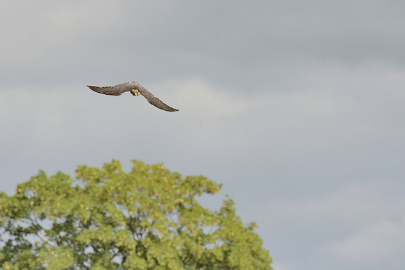 "Gazelle" - Lanner Falcon [M]