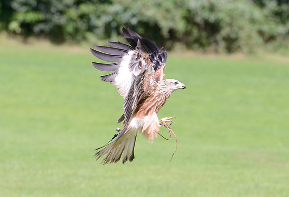 "Muckle Roe" - Red Kite [M]