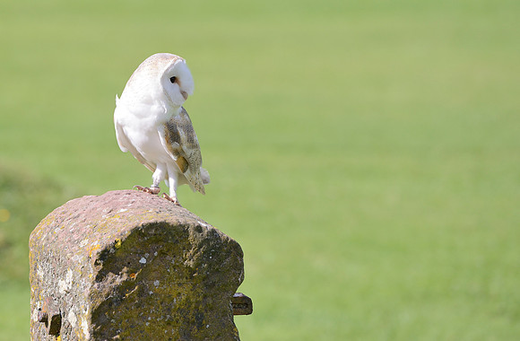 "Pan" - Barn Owl [M]