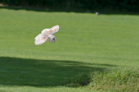 "Pan" - Barn Owl [M]