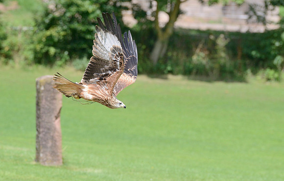 "Muckle Roe" - Red Kite [M]