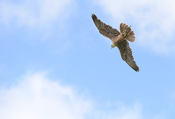 "Zaurak" - Lanner Falcon [M]