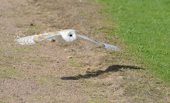 "Pan" - Barn Owl [M]