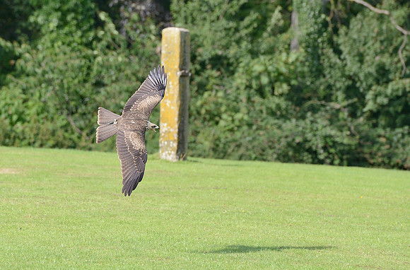 "Eriskay" - Juvenile Yellow Billed Kite [M]