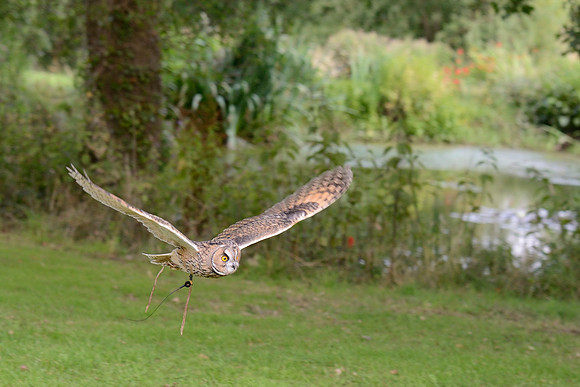 "Middle Mouse" - Long Eared Owl