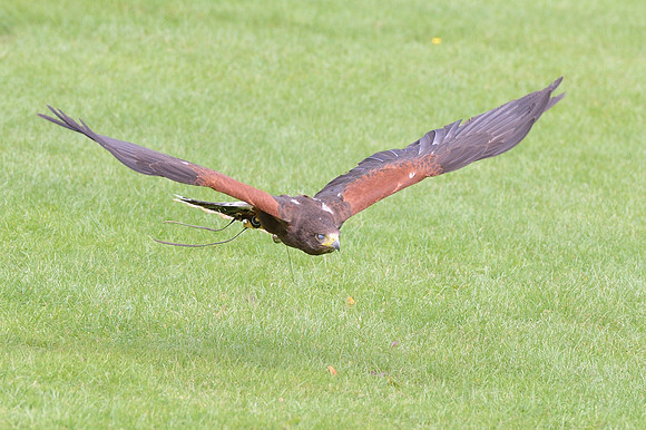 "Pretender" - Harris Hawk [M]