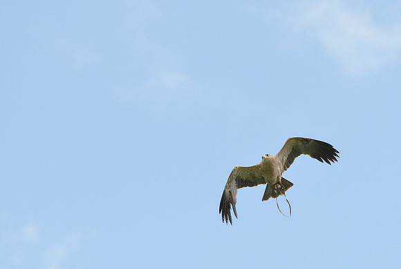 "Hare" - Indian Tawny Eagle [M]