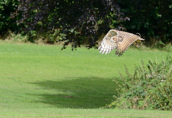 "Coll" - Savignys Eagle Owl [M]