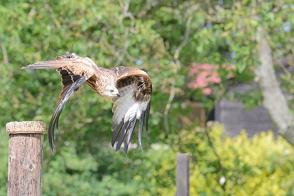 "Muckle Roe" - Red Kite [M]