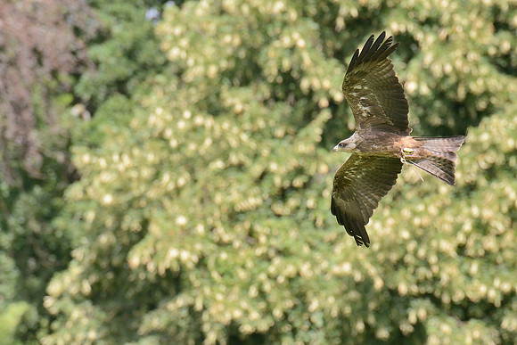 Yellow Billed Kite