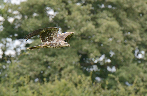 Yellow Billed Kite