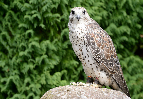 Saker Falcon [F]