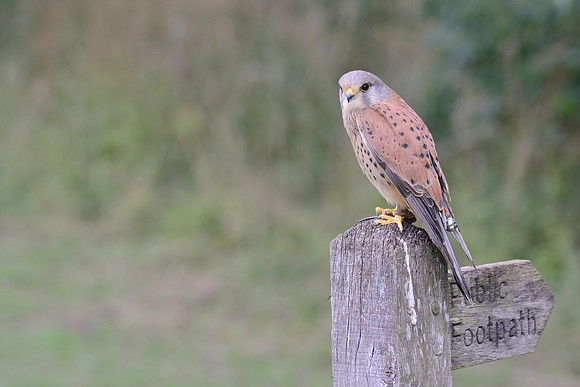 "Nijinsky" - Kestrel [M]