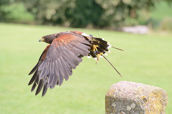 "Pretender" - Harris Hawk [M]