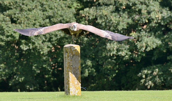 "Delectable" - Eurasian Griffon Vulture [F]