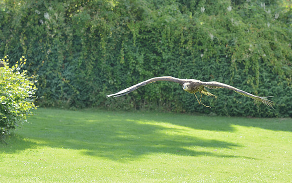 "Rhombic Night" - White Tailed Sea Eagle [M]