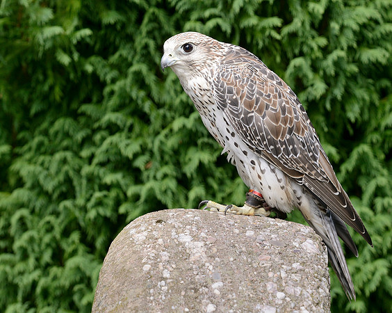 Saker Falcon [F]