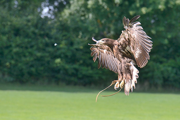 "Rhombic Night" - White Tailed Sea Eagle [M]