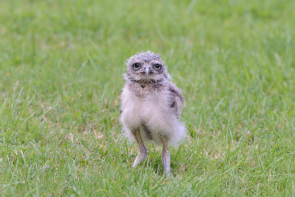 "Skomer" - Baby Burrowing Owl