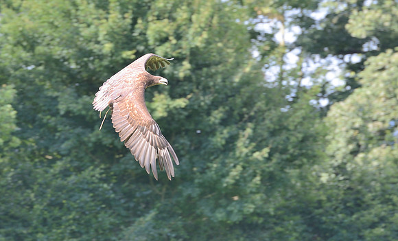 "Rhombic Night" - White Tailed Sea Eagle [M]
