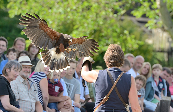 "Bay Middleton" - Harris Hawk [M]