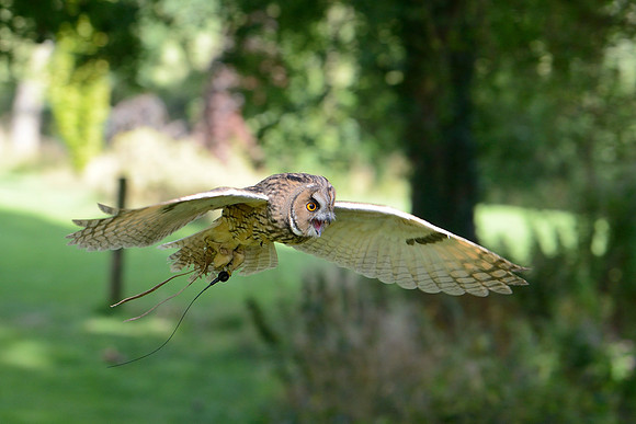 "Middle Mouse" - Long Eared Owl