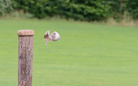 "Scarp" - Baby Burrowing Owl