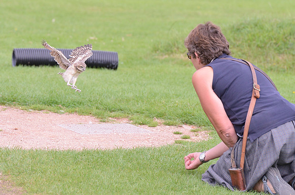 "Scarp" - Baby Burrowing Owl