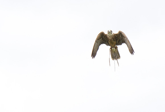 "Zaurak" - Lanner Falcon [M]