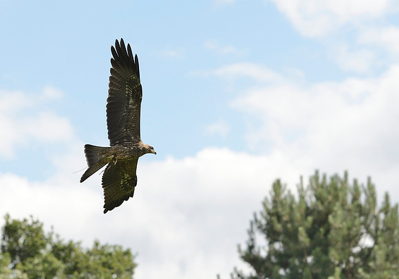"Berneray" - Juvenile Yellow Billed Kite [M]