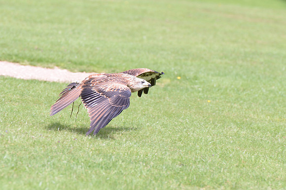 "Muckle Roe" - Red Kite [M]