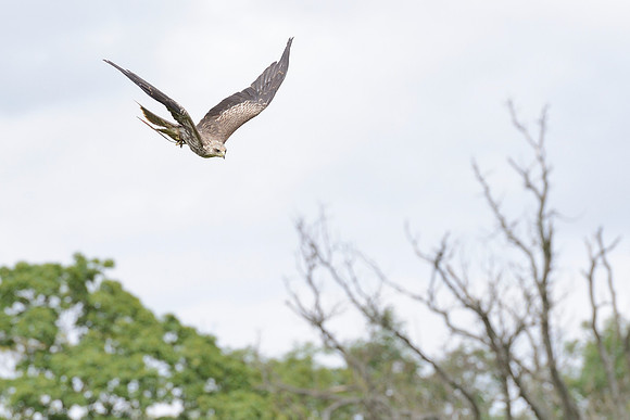 Yellow Billed Kite